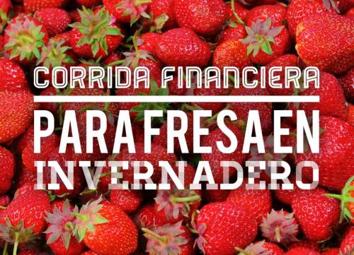 Proyección Financiera para Fresa en Invernadero