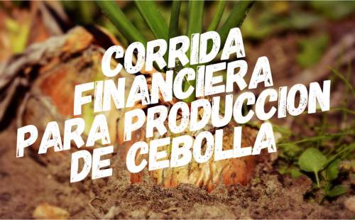 Proyección Financiera para Produccion de Cebolla