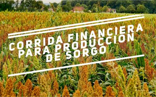 Proyección Financiera para Producción de Sorgo