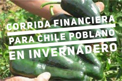 Proyección Financiera para Proyecto Chile Poblano en Invernadero
