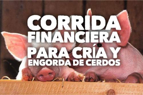 Proyección Financiera para Cría y Engorda De Cerdos