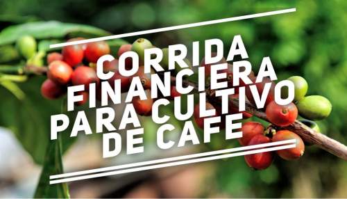 Proyección Financiera para Cultivo de Cafe