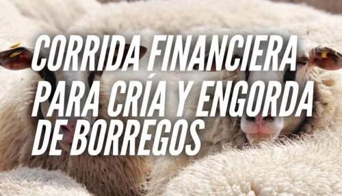 Proyección Financiera para Engorda De Borregos