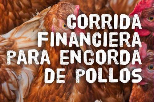 Proyección Financiera Para Proyecto Engorda De Pollos