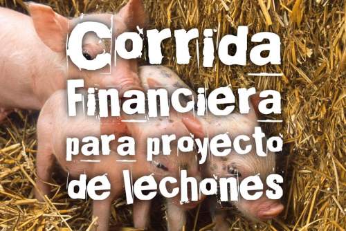 Proyección Financiera para Lechones