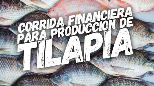 Proyección Financiera para Producción De Tilapia