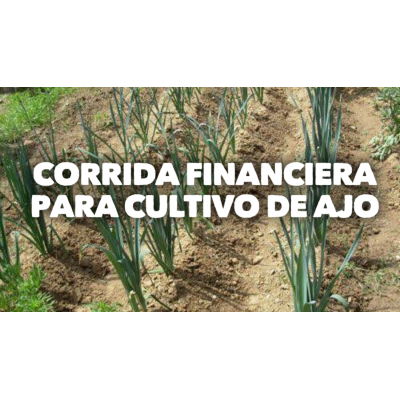 Proyección Financiera para Cultivo de Ajo
