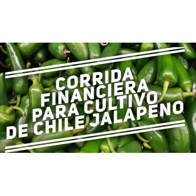 Proyección Financiera para Cultivo de Chile Jalapeño