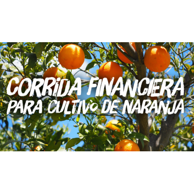 Proyección Financiera para Cultivo de Naranja