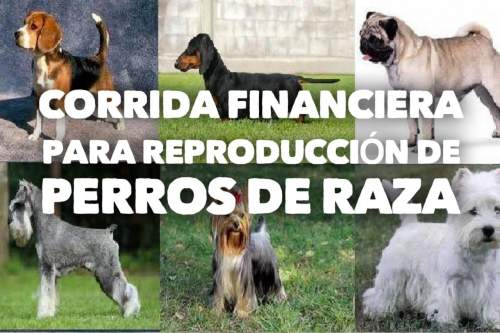 Proyección Financiera para Reproducción de Perros de Raza