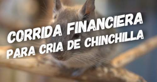 Proyección Financiera para Cria de Chinchilla