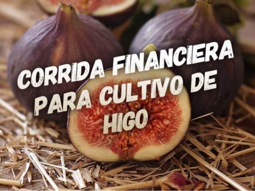 Proyección Financiera para Cultivo de Produccion de Higo