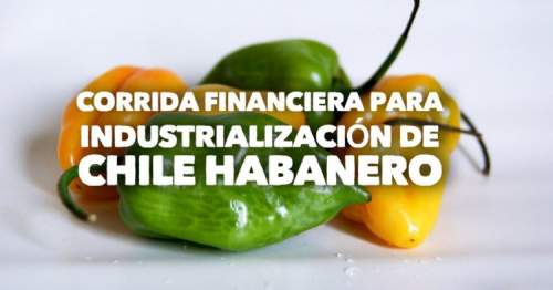 Proyección Financiera para Chile Habanero Industrializado