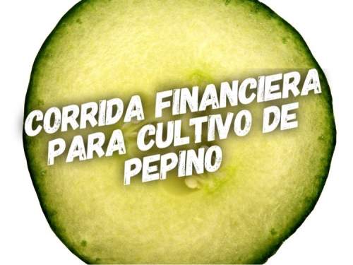 Proyección Financiera para Produccion de Pepino