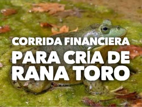 Proyección Financiera para Cria de Rana Toro