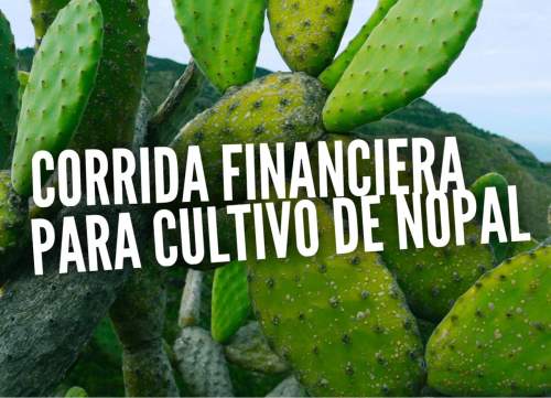 Proyección Financiera para Cultivo y Produccion de Nopal Verdura