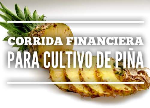 Proyección Financiera para Cultivo y Produccion de Piña