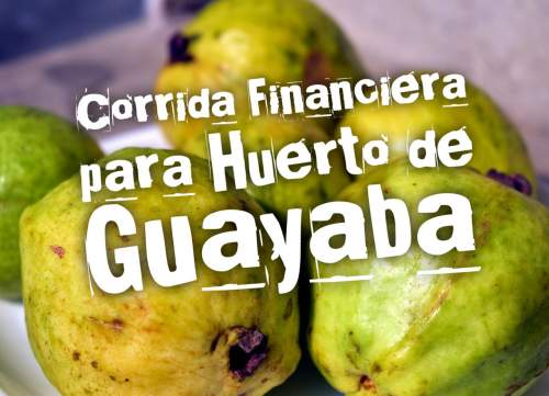 Proyección Financiera para Mantenimiento Huerto de Guayaba
