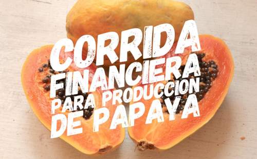 Proyección Financiera para Produccion de Papaya