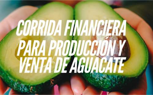 Proyección Financiera para Produccion y Venta de Aguacate Hass