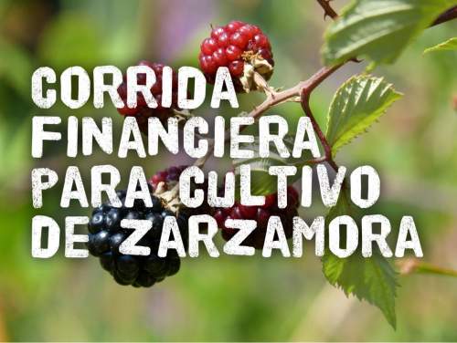 Proyección Financiera para Cultivo de Zarzamora