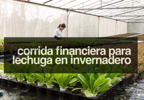 Proyección Financiera para Lechuga en Invernadero