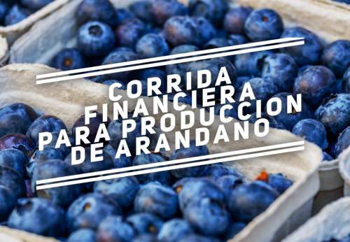 Proyección Financiera para Proyecto Arandano