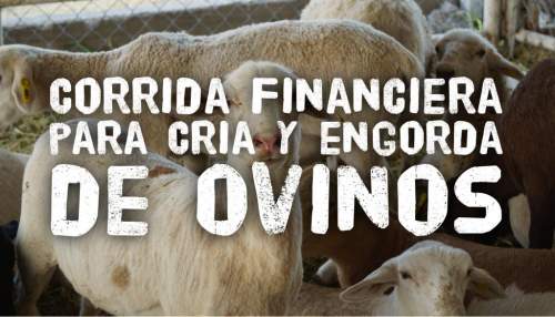 Proyección Financiera Para Proyecto De Cría Y Engorda De Ovinos