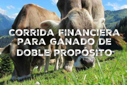 Proyección Financiera Para Proyecto Ganado Doble Proposito