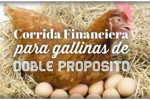 Proyección Financiera Para Proyecto Gallinas Doble Propósito