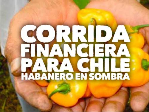 Proyección Financiera Para Chile Habanero En Casa Sombra