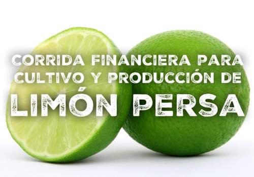 Proyección Financiera para Cultivo Y Producción De Limón Persa