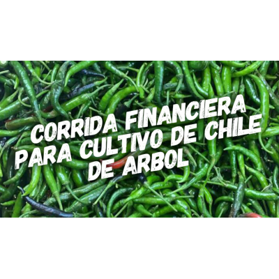 Proyección Financiera para Cultivo de Chile de Arbol
