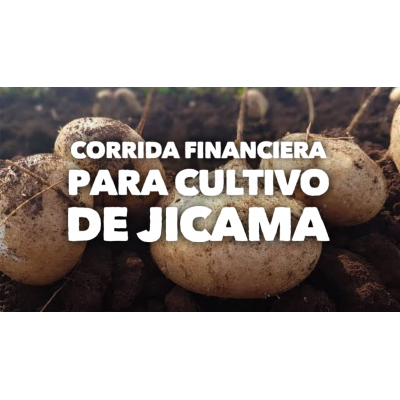 Proyección Financiera para Cultivo de Jicama