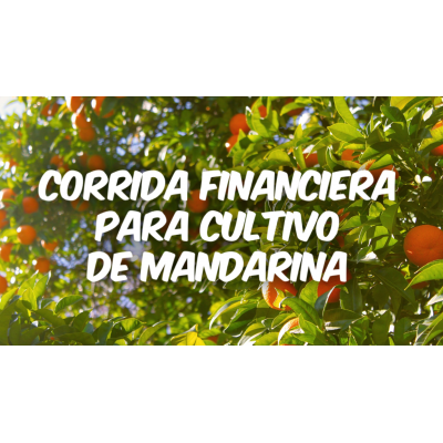Proyección Financiera para Cultivo de Mandarina