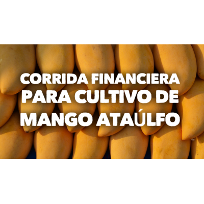 Proyección Financiera para Cultivo de Mango Ataulfo