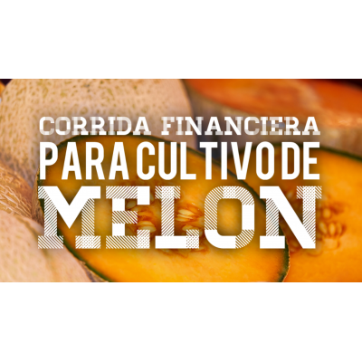 Proyección Financiera para Cultivo de Melón