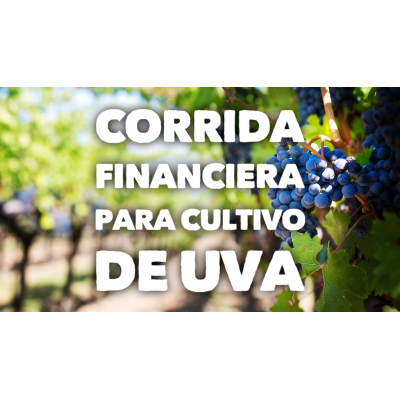 Proyección Financiera para Cultivo de Uva