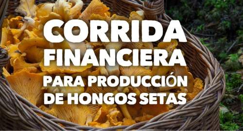 Proyección Financiera para Producción de Hongos Setas