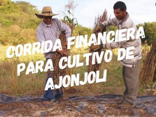 Proyección Financiera para Cultivo y Acopio de Ajonjoli