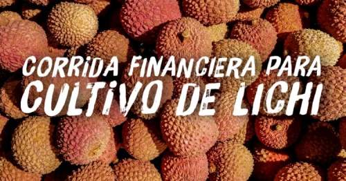 Proyección Financiera para Cultivo de Litchi