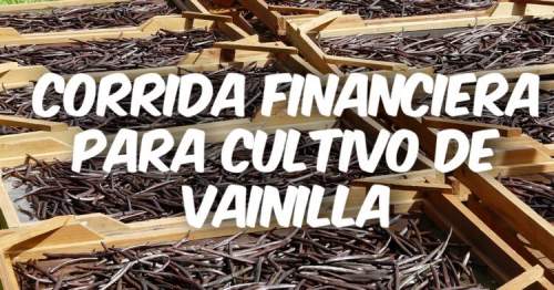 Proyección Financiera para Cultivo de Vainilla