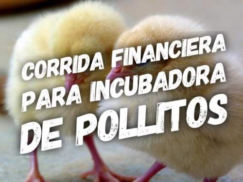 Proyección Financiera para Incubadora de Pollitos